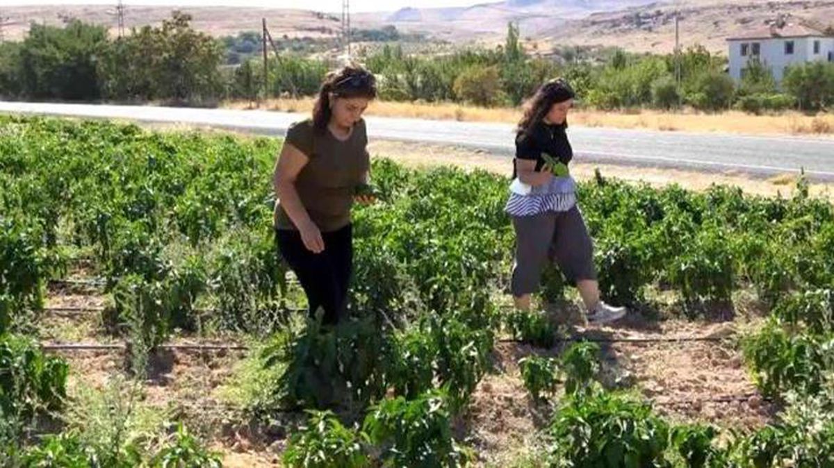 Tarlasını yine vatandaşa açan kişi, marketin yarı fiyatına satışa başladı