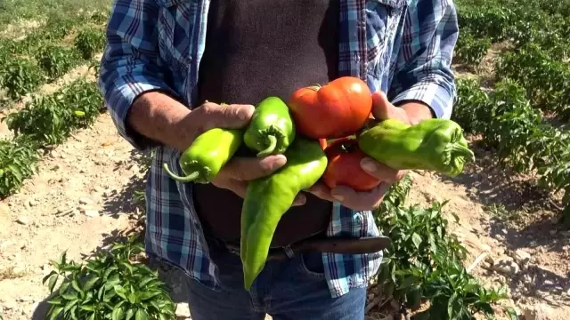 Tarlasını yine vatandaşa açtı, marketin yarı fiyatına satışa başladı
