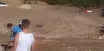 Vatandaşlar bataklığa saplanan inek için seferber oldu