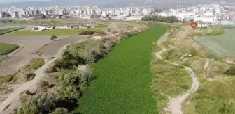 Asi Nehri'nin üzerini kaplayan su sümbülleri temizleniyor
