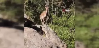 Dağ keçileri böyle görüntülendi