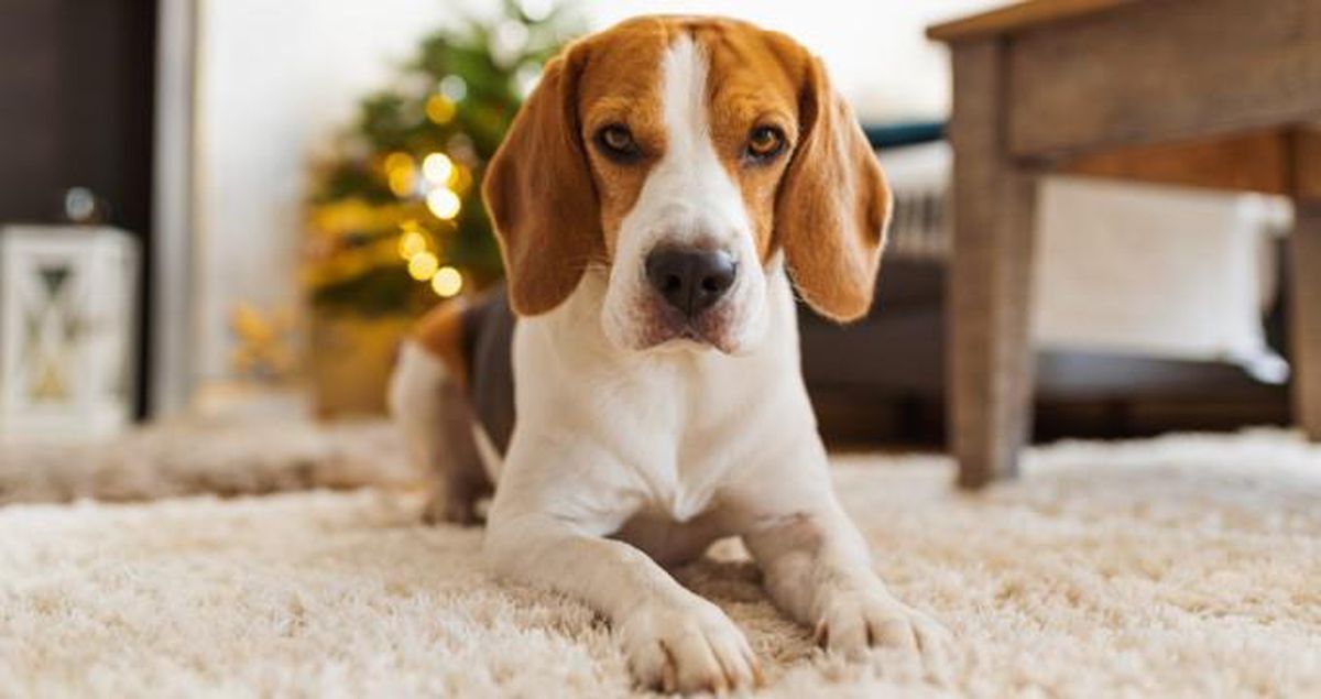 Evde köpek beslemek günah mı? Evde köpek beslemek dinimizce uygun mudur? Evde köpek beslemek neden günahtır?
