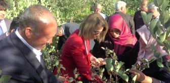 Nevşehir genel haberleri: Nevşehir'de süper meyve 'Aronya' hasadı yapıldı