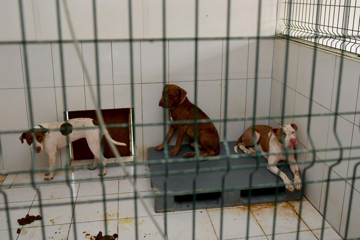 Antalya gündem: Antalya'da barınağa giren 3 pitbull cinsi köpek 12 kediyi telef etti