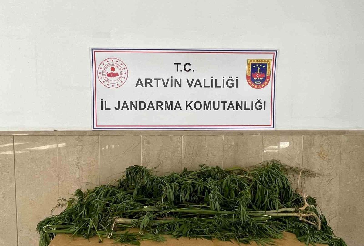 Artvin haberleri: Artvin'de esrar operasyonu