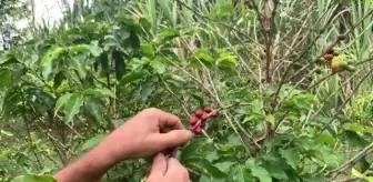 Brezilya'da Dünya Kahve Günü