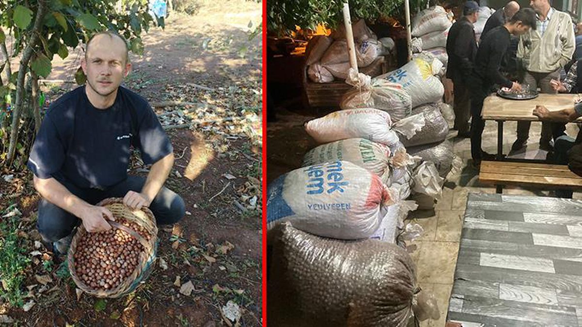 Bu köyü görenler 'Burası Giresun mu?' diyor! Yılda 60 ton fındık üretiyorlar