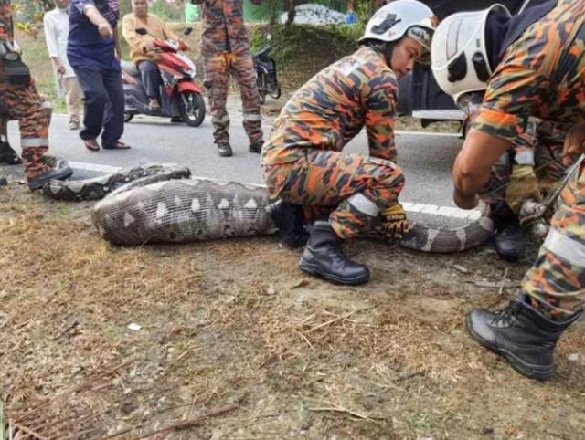 Dünyanın en büyük yılanlarından biri ormanda ortaya çıktı, koca keçiyi bütün halde yutmuş