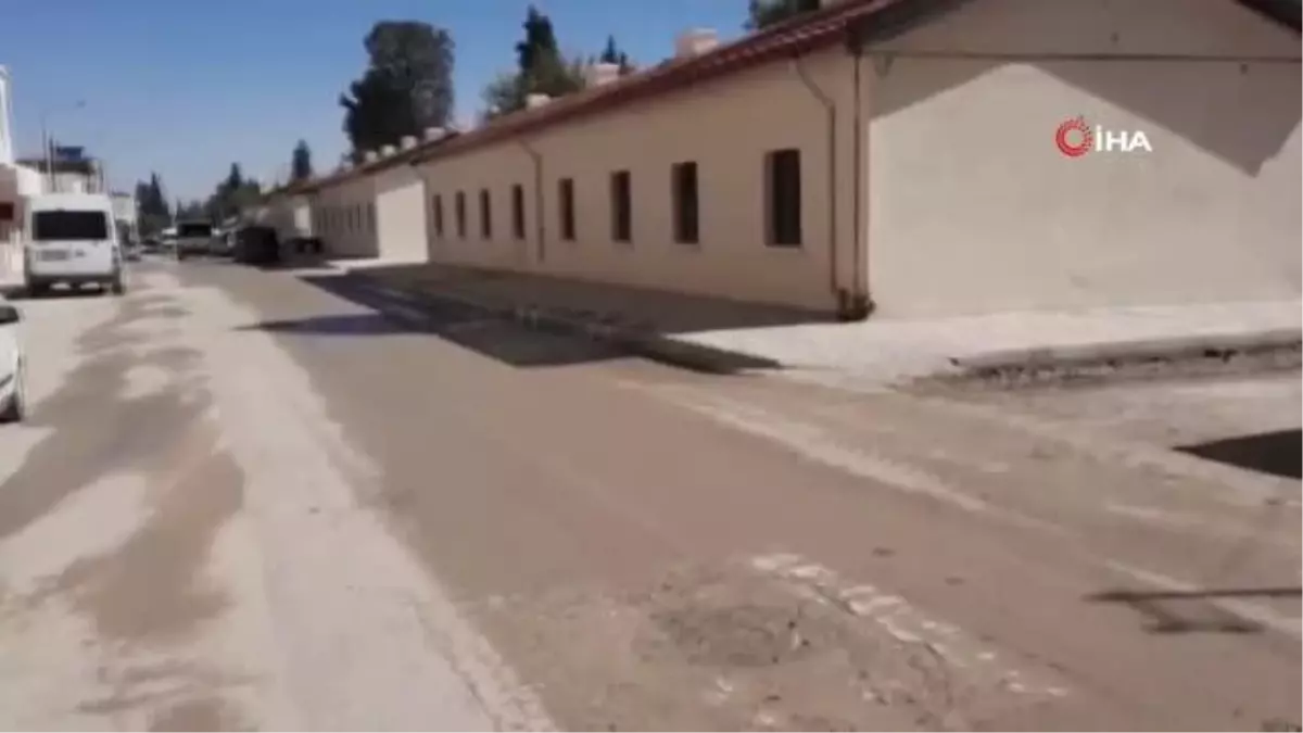 Kedi vahşeti...Sokak kedilerinin ayaklarını kestiler