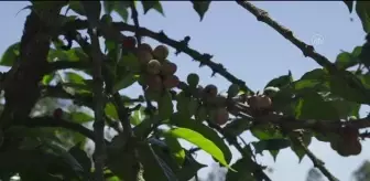 Kenya'da Uluslararası Kahve Günü