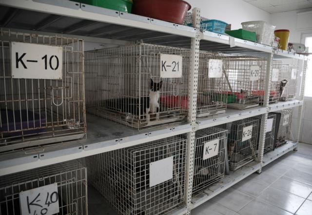 Pitbull cinsi 3 köpek belediyeye ait kedi evine girdi, ortaya çıkan tablo çok ağır oldu Pitbull cinsi 3 köpek belediyeye ait kedi evine girdi, ortaya çıkan tablo çok ağır oldu