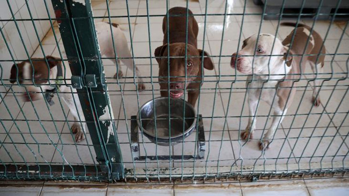 Pitbull cinsi 3 köpek belediyeye ait kedi evine girdi, ortaya çıkan tablo çok ağır oldu