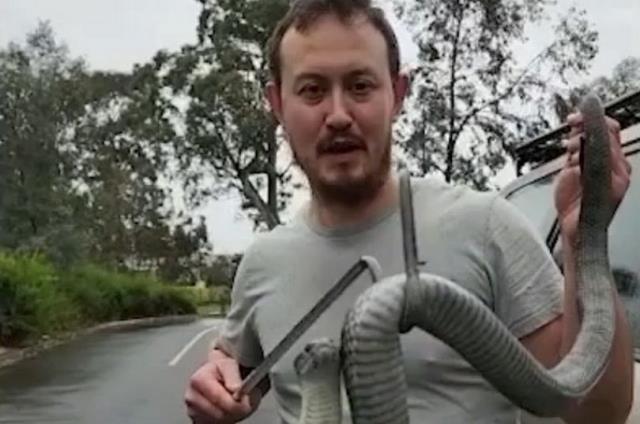 Tek ısırığı 100 kişiyi musalla taşına gönderiyor! Dünyanın en zehirli yılanı ortaya çıktı Tek ısırığı 100 kişiyi musalla taşına gönderiyor! Dünyanın en zehirli yılanı ortaya çıktı