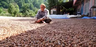 Tokat haber... Erbaa fındık randımanıyla Ordu ile yarışıyor