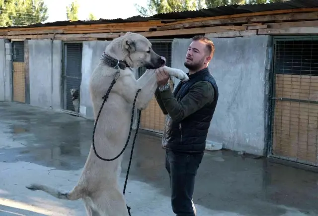 Bu çiftlikte özel olarak yetiştirilen köpeklerin fiyatı 750 bin TL'ye kadar çıkıyor