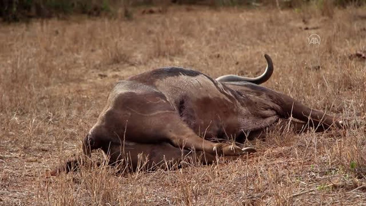 Kenya'daki kuraklık son bir yılda 109 filin hayatını kaybetmesine neden oldu