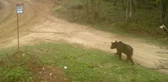 Sakarya haber! Sakarya'da ayı ile çakal sürüsü fotokapanla görüntülendi