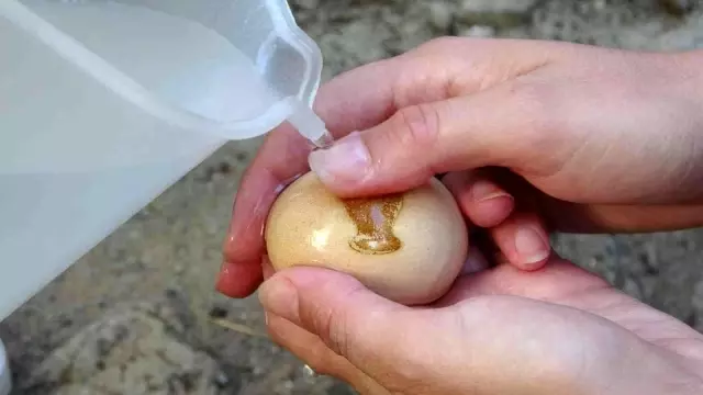 Tavuk vazo desenli yumurtladı, görenler şaşırdı Tavuk vazo desenli yumurtladı, görenler şaşırdı