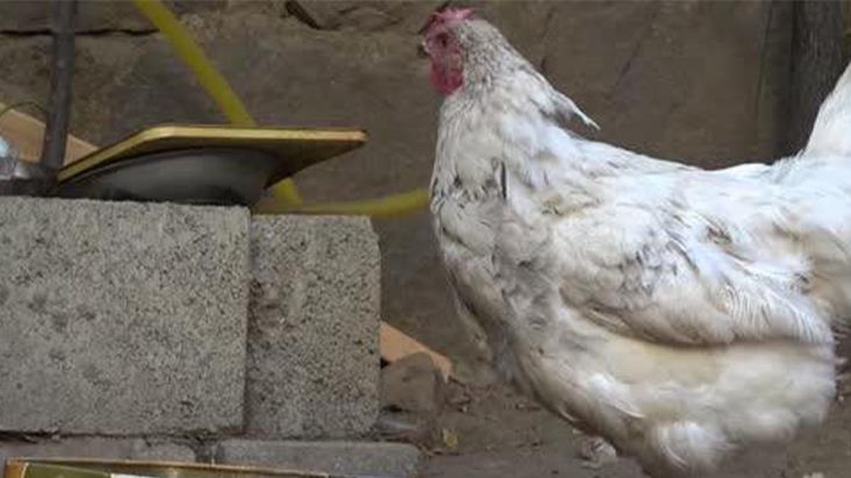 Tavuk vazo desenli yumurtladı, görenler şaşırdı