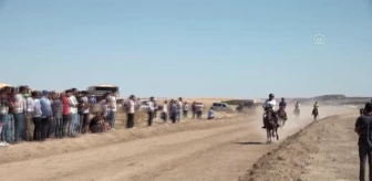 GAZİANTEP - Rahvan At Yarışları yapıldı