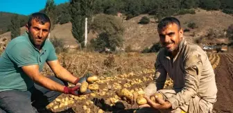 Patateste 40 bin tona yakın rekolte bekleniyor