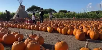 HALF MOON BAY - Kaliforniya'daki bal kabağı çiftliklerinde hareketlilik