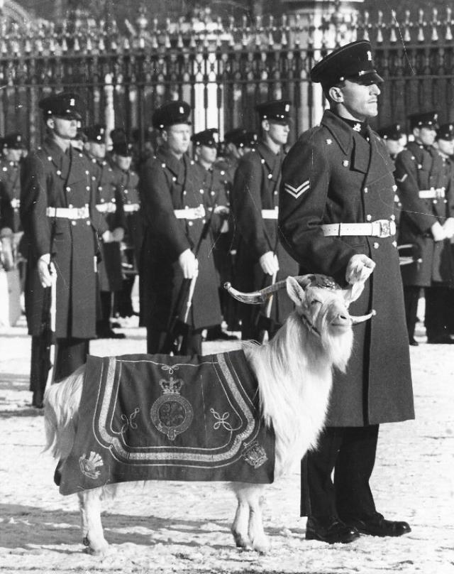 Kraliçe Elizabeth'in cenaze törenindeki keçinin şeytanı temsil ettiği iddiası