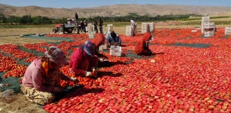 Malatya ekonomi haberleri: Avrupa'nın kuru domatesi Malatya'dan