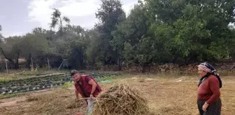 Bu mahallede yetiştirilen susam tahin üreticilerinin gözdesi