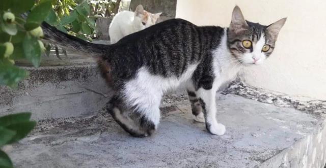 Büyü bozmak için kedilerin bacaklarını kestiler