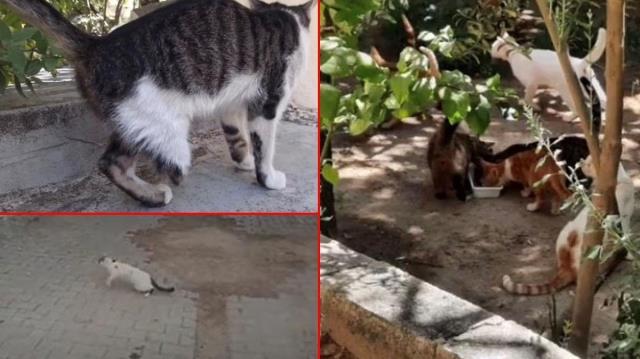 Cinci hocanın büyü bozmak için kedi ayağı istemesi üzerine ilçede kedi avı başladı