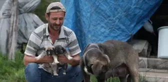 İnşaat ustasının sahiplendiği köpek, yavru kediye de annelik yapıyor