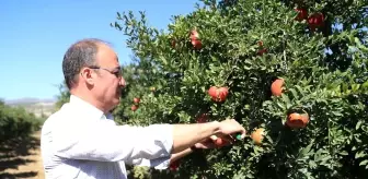 Denizli yerel haberi | Pamukkale Belediyesi'nden nar ve ayva için coğrafi işaret atılımı