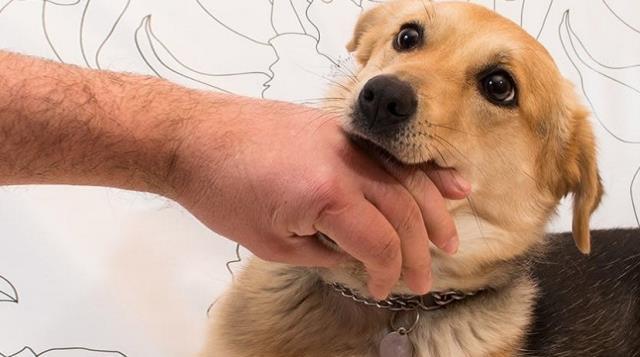 Rüyada elinin kanaması ne demek? Rüyada elini köpek ısırması ve kanaması nedir? Rüyada elinin kesilmesi ve kanaması ne anlama gelir? Rüyada elinin kanaması ne demek? Rüyada elini köpek ısırması ve kanaması nedir? Rüyada elinin kesilmesi ve kanaması ne anlama gelir?