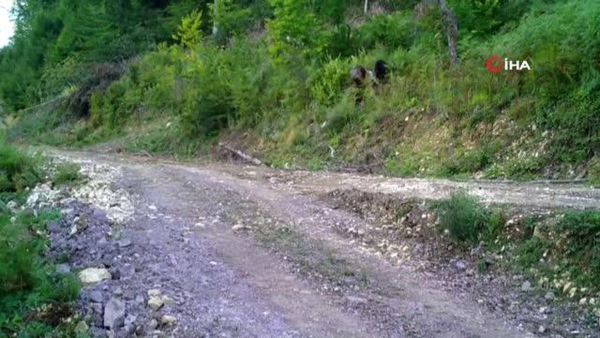 Tarım ve Orman Bakanlığından, Hayvanları Koruma Günün de 'Balkız' paylaşımı