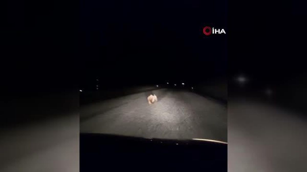 Yavru ayı kara yolunda otomobilin ışığıyla son sürat koştu