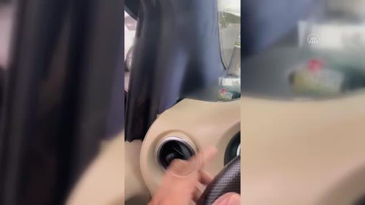 Eyüpsultan'da otomobilin çarptığı at telef oldu