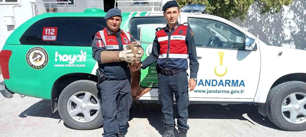 Son dakika haber... Manisa'da jandarmanın bulduğu yaralı şahin tedavi ediliyor