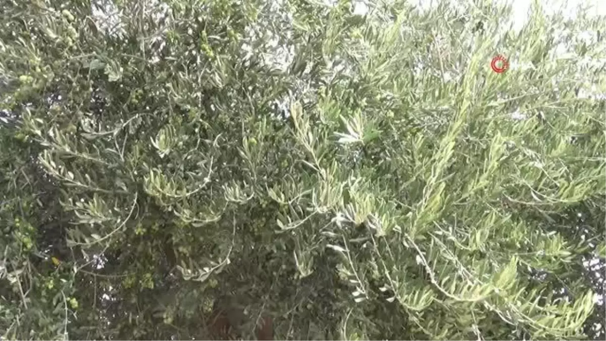 Kilis haber... Kilis'te erken zeytin hasadı ile soğuk sıkım zeytinyağı üretimi de başladı