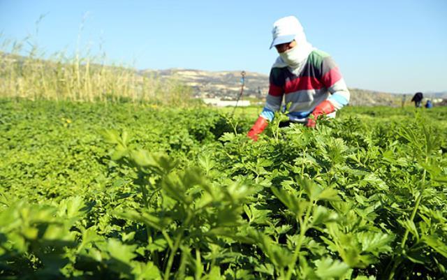 Rüyada maydanoz görmek ne anlama gelir? Rüyada maydanoz bahçesi görmek ne demek? Rüyada maydanoz ektiğini görmek nedir? Rüyada maydanoz görmek ne anlama gelir? Rüyada maydanoz bahçesi görmek ne demek? Rüyada maydanoz ektiğini görmek nedir?