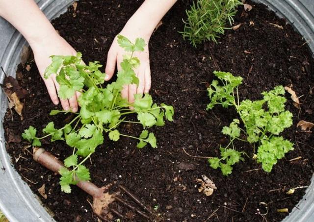 Rüyada maydanoz görmek ne anlama gelir? Rüyada maydanoz bahçesi görmek ne demek? Rüyada maydanoz ektiğini görmek nedir? Rüyada maydanoz görmek ne anlama gelir? Rüyada maydanoz bahçesi görmek ne demek? Rüyada maydanoz ektiğini görmek nedir?