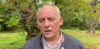 Sinop haber | Sinop'ta Kestane Ağaçlarına 'Gal Arısı' Dadandı