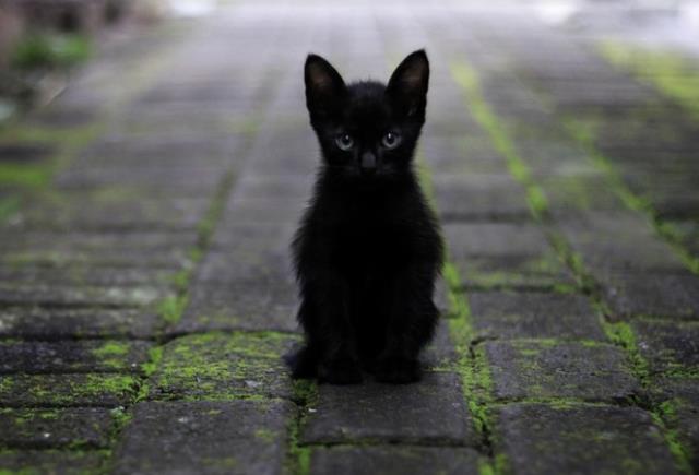 Rüyada siyah kedi görmek ne anlama geliyor? Rüyada siyah kedi yavrusu görmek nedir? Rüyada evde siyah kedi görmek ne demek?