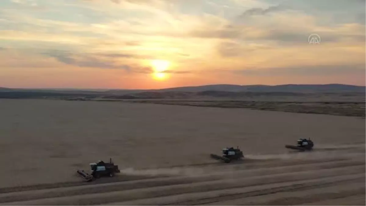 Urallar'da buğday hasadı