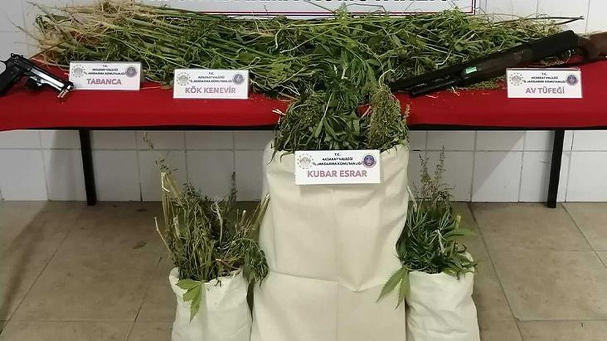 Aralarında AK Partili meclis üyesi de var! Tarlalarında 483 kök kenevir, evlerinde 10 kilo esrar yakalanan 3 şüpheli serbest bırakıldı