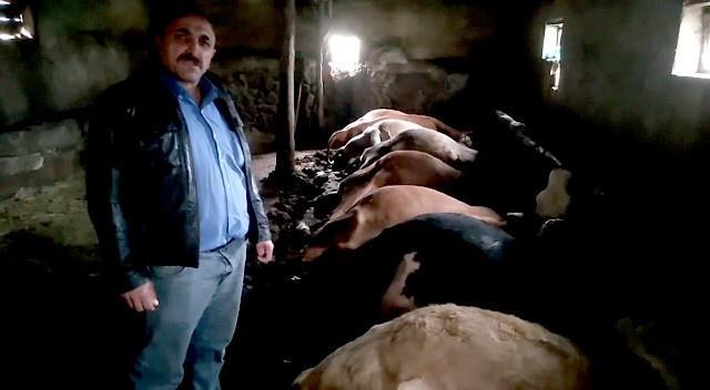 Tek geçim kaynağıydı! Gece ahıra giden vatandaş gördüğü manzara karşısında adeta yıkıldı