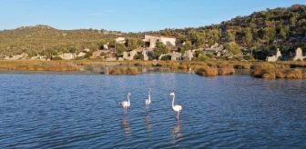 Noel Baba Kuş Cenneti, flamingoların evi oldu