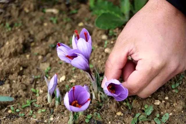 Topraktan filizlenen servet çiçek açtı! Kilo fiyatı dudak uçuklatıyor