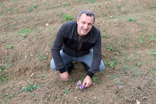 Topraktan filizlenen servet çiçek açtı! Kilo fiyatı dudak uçuklatıyor