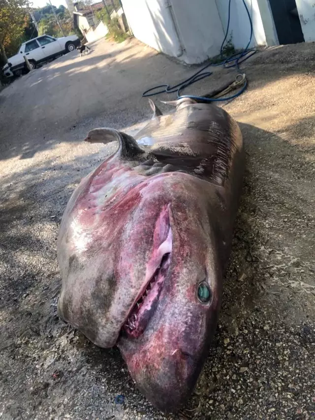 500 kiloluk dev ağlara takıldı